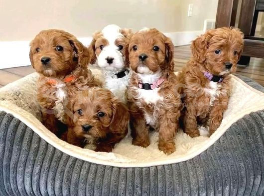 Kahve Tonlu Mini Boy Puppy Sevimli Yavrular Malti̇po Ci̇nsi̇  görsel