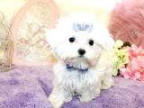 Maltesse terrier cinsi mini Boy Puppy Kar beyaz 