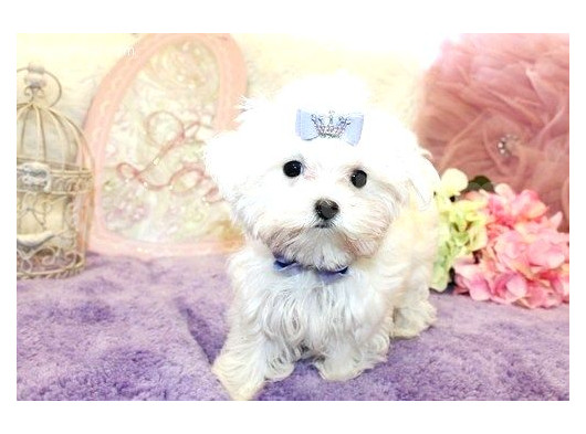 Maltesse Terrier Cinsi Mini Boy Puppy Kar Beyaz 