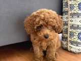 Orjinal Kore Kan Toy Poodle