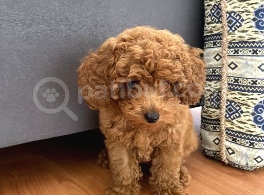 Orjinal Kore Kan Toy Poodle görsel