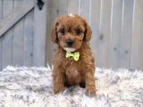 Kıpkırmızı Red Tooy Poodle Sevimli Yavrular 