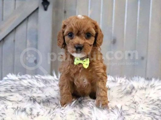 Kıpkırmızı Red Tooy Poodle Sevimli Yavrular  görsel