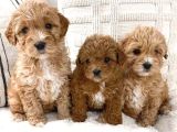 Kahve tonlu mini boy puppy sevimli yavrular MALTİPO CİNSİ 