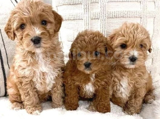 Kahve Tonlu Mini Boy Puppy Sevimli Yavrular Malti̇po Ci̇nsi̇ 