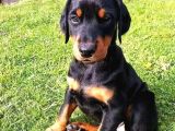 Orjinal Ki̇ng Doberman Yavrular Koca Pati Dişi Ve Erkek