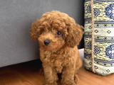 Orjinal Kore Kan Toy Poodle