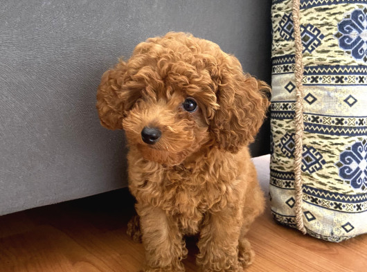 Orjinal Kore Kan Toy Poodle görsel