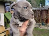 Blue Ve black cane corso yavrular erkek ve dişi
