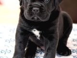 Blue Ve Black Cane Corso Yavrular Erkek Ve Dişi