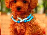 Red braw kıpkırmızı ev üretimi TOOY POODLE 