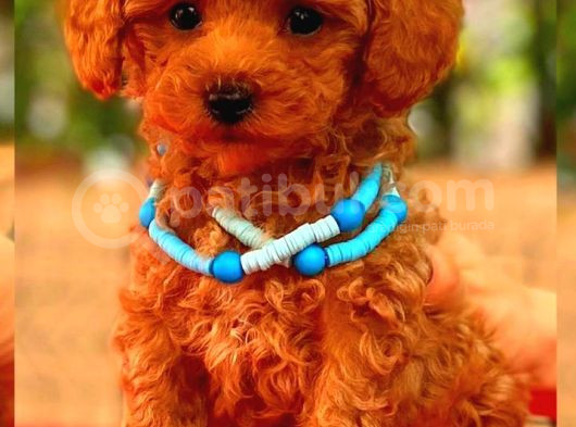 Red Braw Kıpkırmızı Ev Üretimi Tooy Poodle 