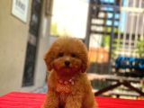 Red Braw Kıpkırmızı Ev Üretimi Tooy Poodle 