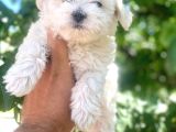 Maltesse Terrier Cinsi Mini Boy Puppy Kar Beyaz 