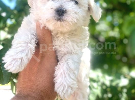 Maltesse Terrier Cinsi Mini Boy Puppy Kar Beyaz  görsel