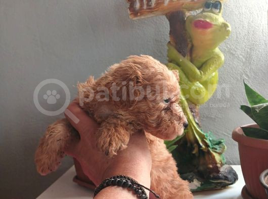 Maltipo görsel