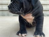 American Bully Pocket Erkek Yavru