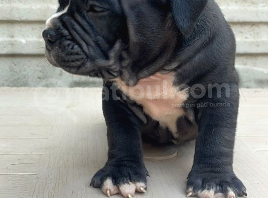 American Bully Pocket Erkek Yavru görsel