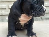 American Bully Pocket Erkek Yavru