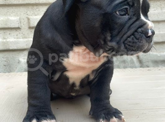 American Bully Pocket Erkek Yavru görsel