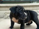 American Bully Pocket erkek yavru