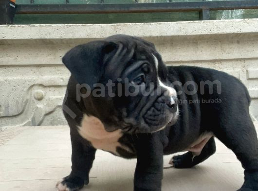 American Bully Pocket Erkek Yavru