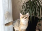 Üst Düzey Bri̇ti̇sh Shorthai̇r Golden Yavrum Her İle Gönderi̇m