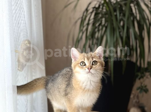 Üst Düzey Bri̇ti̇sh Shorthai̇r Golden Yavrum Her İle Gönderi̇m görsel