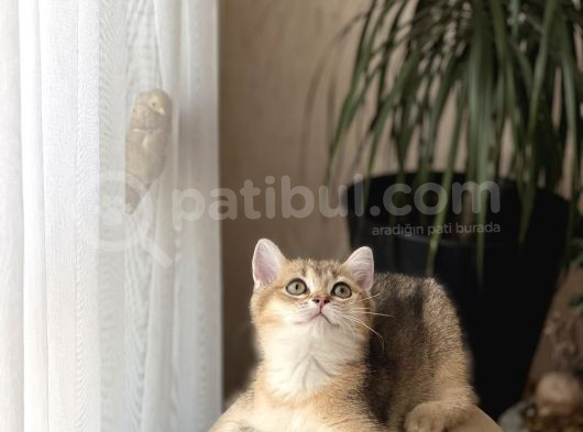Üst Düzey Bri̇ti̇sh Shorthai̇r Golden Yavrum Her İle Gönderi̇m görsel