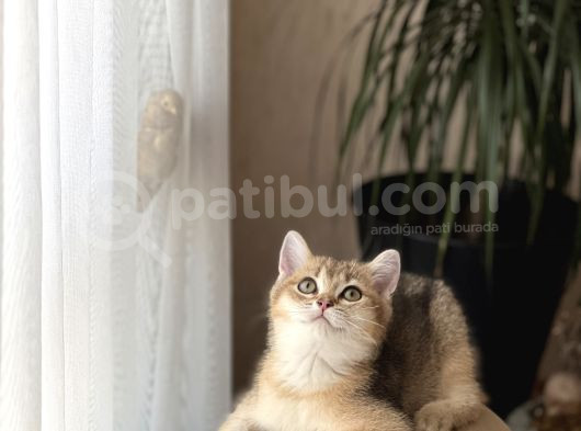 Üst Düzey Bri̇ti̇sh Shorthai̇r Golden Yavrum Her İle Gönderi̇m görsel