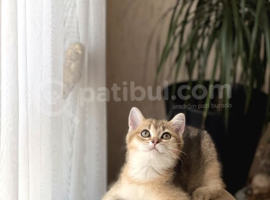 Üst Düzey Bri̇ti̇sh Shorthai̇r Golden Yavrum Her İle Gönderi̇m