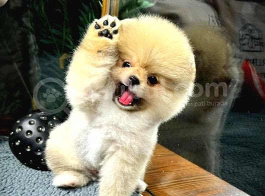 Muhteşem Tatlılıkta Pomeranian Bebeklerimiz