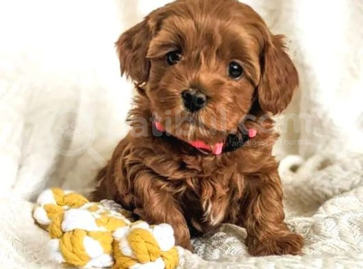 Mini Boy Puppy Kıpkırmızı Red Tooy Poodle  görsel