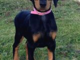 Orjinal Ki̇ng Doberman Yavrular Koca Pati Dişi Ve Erkek