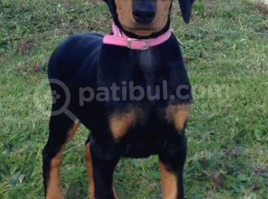 Orjinal Ki̇ng Doberman Yavrular Koca Pati Dişi Ve Erkek görsel