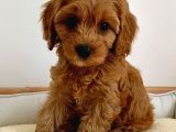 Red Braw Kıpkırmızı Ev Üretimi Tooy Poodle 