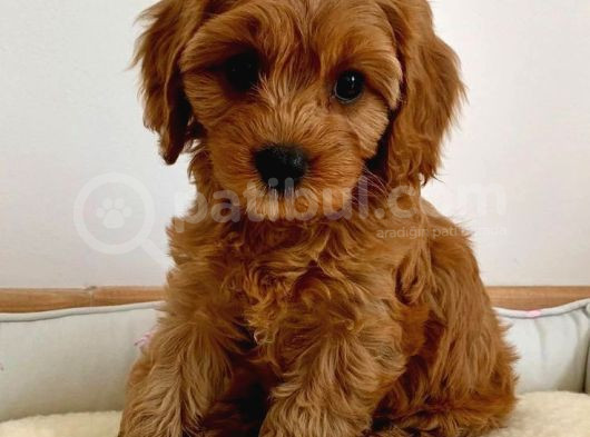 Red Braw Kıpkırmızı Ev Üretimi Tooy Poodle  görsel