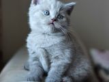 Nadi̇r Bulunan  Safkan British Shorthair Blue Point Kedi̇mi̇z