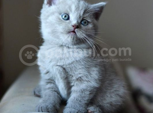 Nadi̇r Bulunan  Safkan British Shorthair Blue Point Kedi̇mi̇z görsel