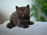 NADİR BULUNAN  SAFKAN BRITISH SHORTHAIR BLUE POINT KEDİMİZ