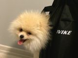Ay parçası pomeranian 