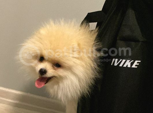 Ay Parçası Pomeranian 