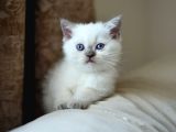 Nadi̇r Bulunan  Safkan British Shorthair Blue Point Kedi̇mi̇z