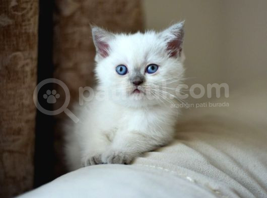 Nadi̇r Bulunan  Safkan British Shorthair Blue Point Kedi̇mi̇z görsel