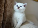 Nadi̇r Bulunan  Safkan British Shorthair Blue Point Kedi̇mi̇z