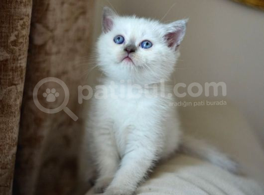 Nadi̇r Bulunan  Safkan British Shorthair Blue Point Kedi̇mi̇z görsel