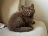 Nadi̇r Bulunan  Safkan British Shorthair Blue Point Kedi̇mi̇z