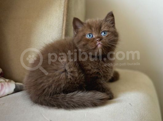 Nadi̇r Bulunan  Safkan British Shorthair Blue Point Kedi̇mi̇z görsel