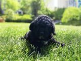 Çok özel siyah toy Poodle YAVRULARIMIZ