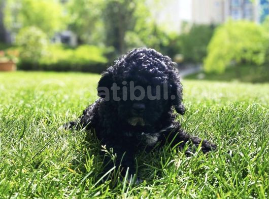 Çok Özel Siyah Toy Poodle Yavrularimiz
